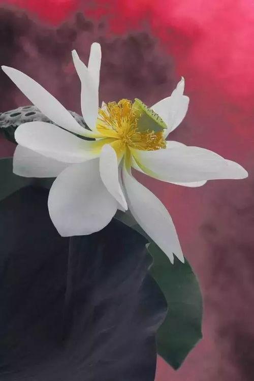 莲花一生最新爆料是真的吗,真相揭秘,是真是假引热议 第3张 莲花一生最新爆料是真的吗,真相揭秘,是真是假引热议 第3张